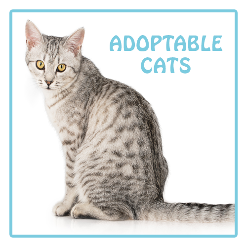 Click here to see our adoptable Cats