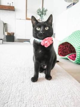 cats2