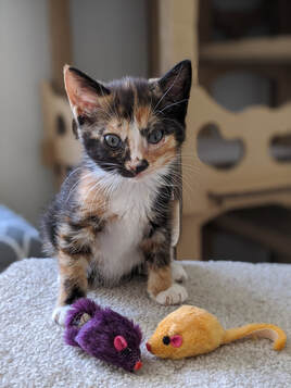kitten